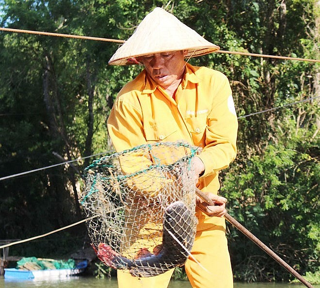 Ông Tống Văn Chung, một cựu chiến binh đã thuần hóa loài cá lăng đuôi đỏ đặc sản. 