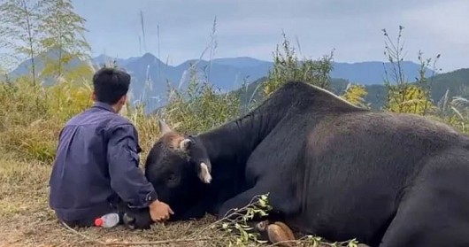 Bỏ phố về quê, chàng trai dắt bò lên núi chăn kiếm gần 700 triệu/năm