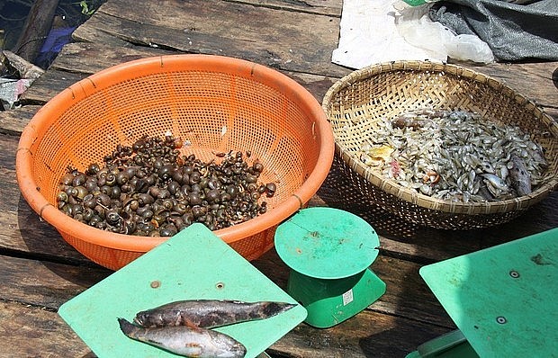 Cá tạp, cá ươn được mua về làm thức ăn cho cá lăng.