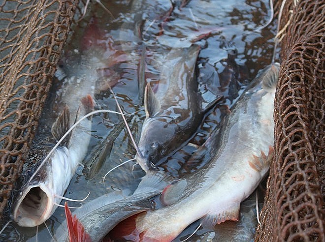 Ước tính gia đình ông Chung có thu nhập khoảng 500 triệu đồng/năm từ nuôi cá lăng đuôi đỏ.