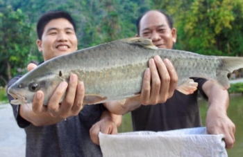 Loài cá đặc sản của người Tày có gì đặc biệt mà ai cũng săn tìm dù giá tới gần 1 triệu đồng/kg