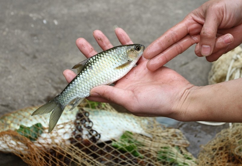 Loài cá bỗng đặc sản rất chậm lớn nuôi hàng năm cũng chỉ bằng hai ngón tay.