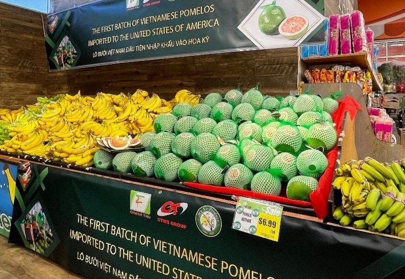 Lô bưởi da xanh đầu tiên của Việt Nam được bày bán tại Mỹ là cơ hội rất lớn cho loại trái cây thế mạnh của Việt Nam.