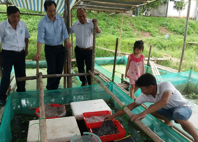 Trang trại nuôi ốc nhồi của anh Nguyễn Hữu Hiếu là môt hình chuyển đổi hiệu quả tại địa phương.