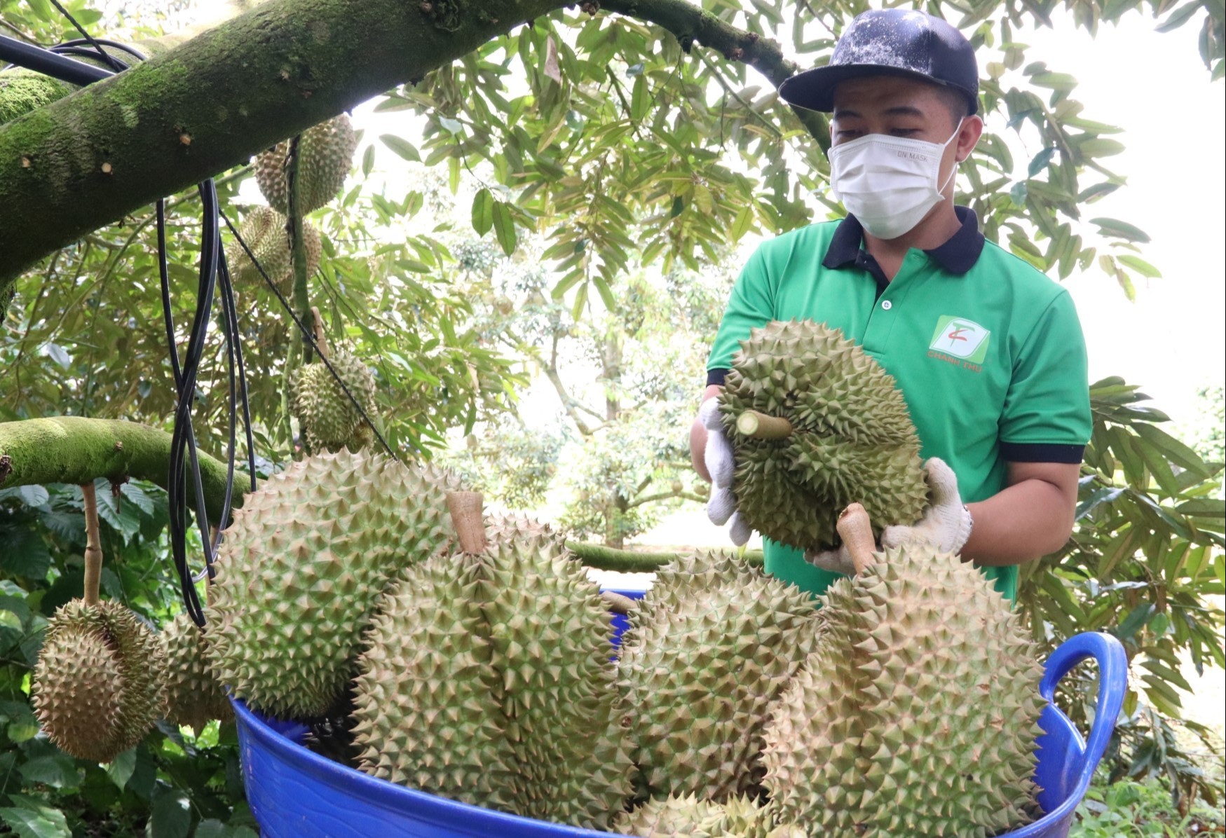 Nhu cầu rất lớn nhưng tại sao Việt Nam mới xuất khẩu được 30.000 tấn sầu riêng sang Trung Quốc