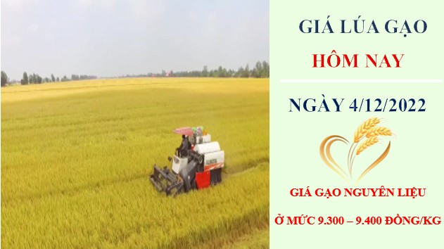 Giá lúa gạo hôm nay 4/12/2022: Thị trường gạo sôi động khi nguồn cung hạn chế