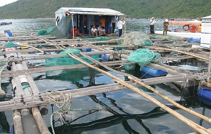 Giá thức ăn chăn nuôi tăng vọt khiến người nuôi thủy sản tại tỉnh Phú Yên gặp rất nhiều khó khăn.