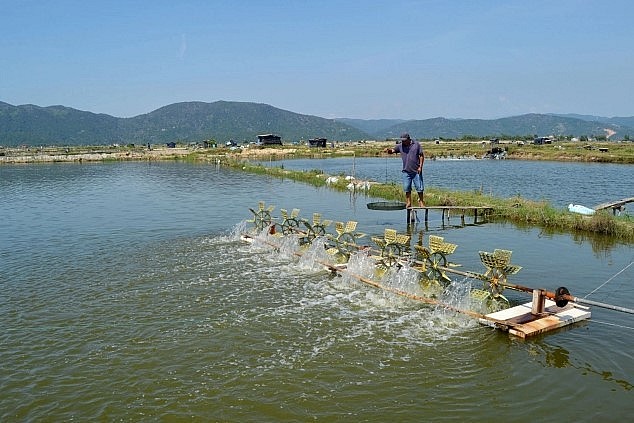 Các hội nuôi thủy sản ở Phú Yên đối mặt với thua lỗ do chi phí thức ăn tăng cao.