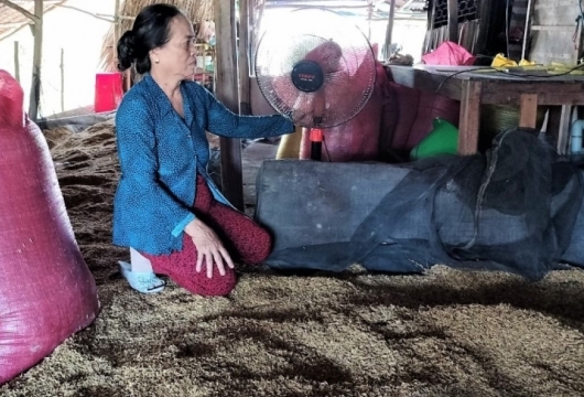 Lúa ST24, ST25 'ngon nhất thế giới' nảy mầm trong nhà dân và bài học liên kết