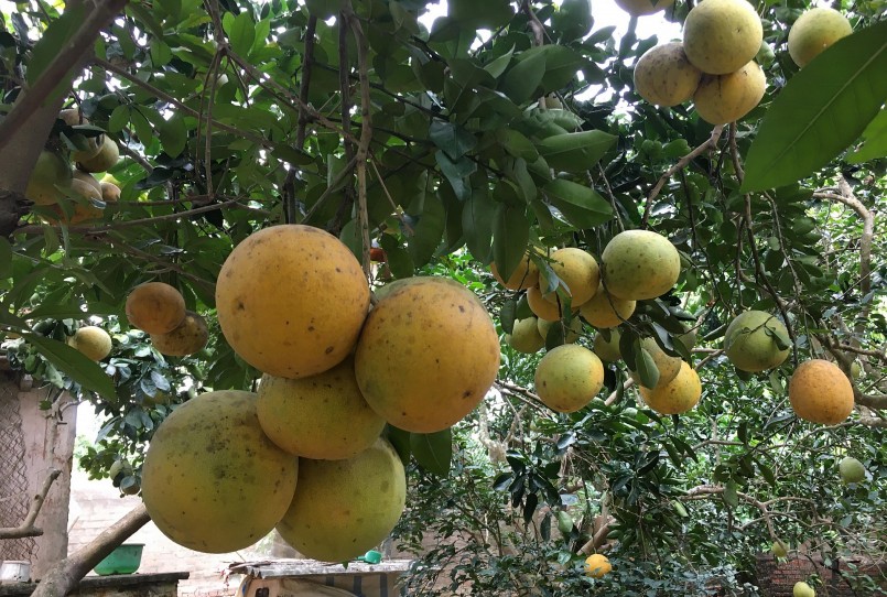 Những vườn trồng cây bưởi Diễn nổi tiếng ở ngoại thành Hà Nội năm nay bất ngờ cho rất nhiều quả