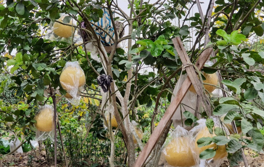 Cả vườn bưởi sai trĩu quả, mỗi cây cho trung bình 100-200 quả/vụ