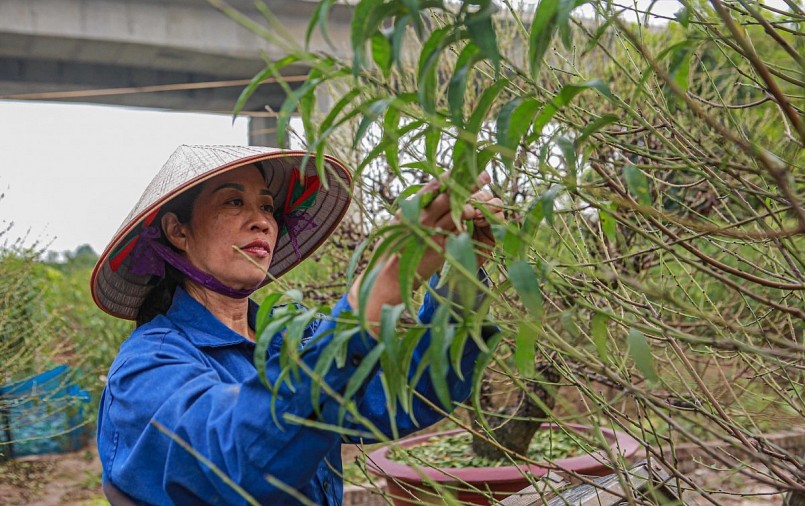 Nghề độc lạ ở làng đào Nhật Tân, chỉ đi tuốt lá mỗi ngày kiếm nửa triệu