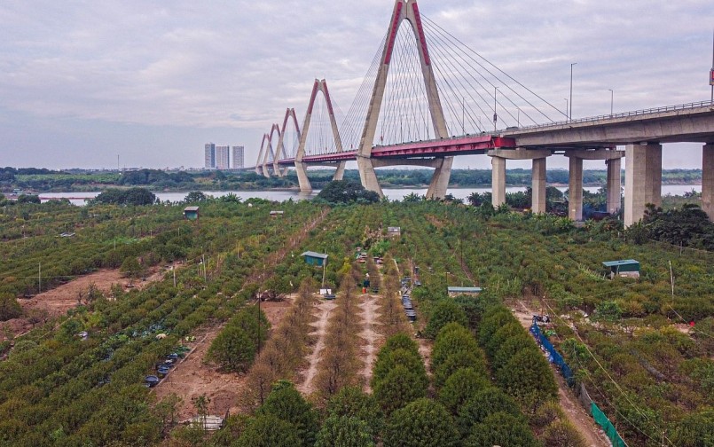 Từ đầu tháng 12, tại các vườn đào ở làng đào Nhật Tân (phường Nhật Tân, quận Tây Hồ, Hà Nội), người dân chia nhóm 5-7 người tập trung tuốt lá thuê.