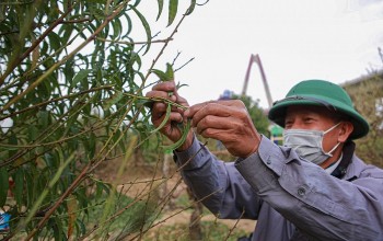 Nghề độc lạ ở làng đào Nhật Tân, chỉ đi tuốt lá mỗi ngày kiếm nửa triệu