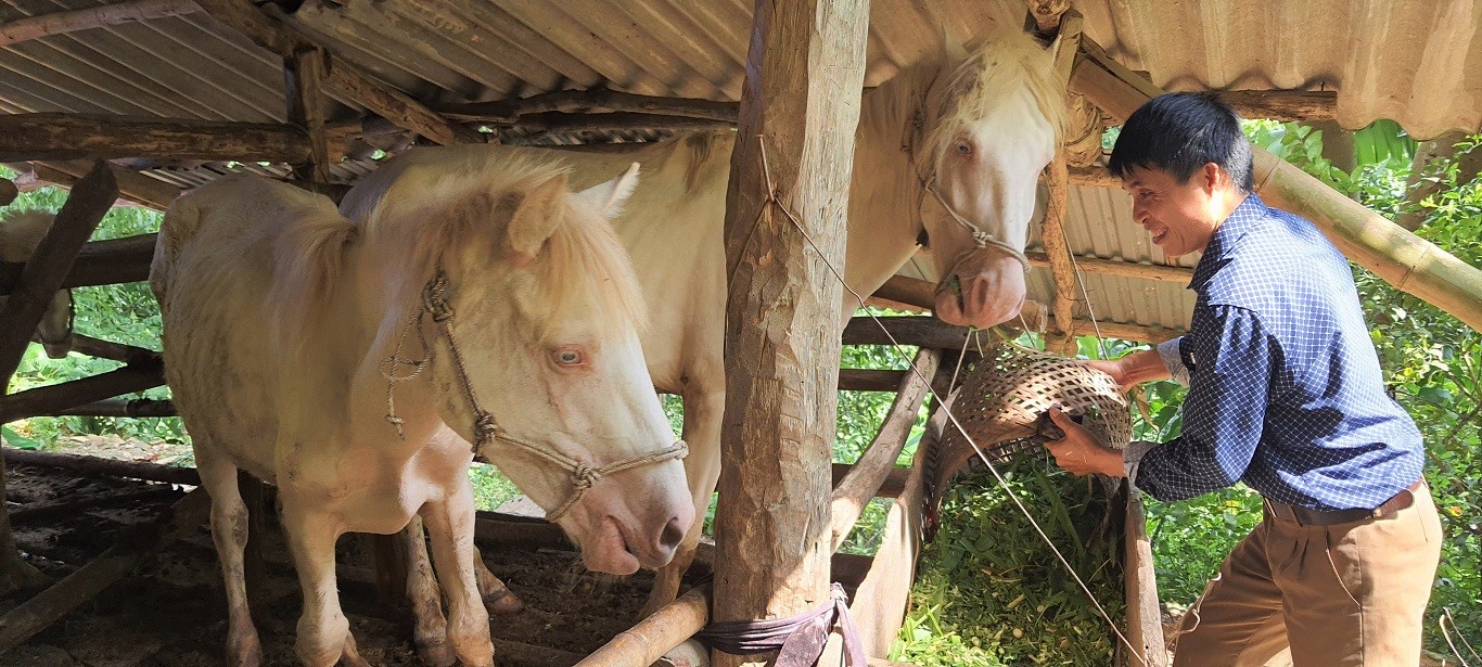 Hiệu quả từ phát triển nuôi ngựa bạch của gia đình anh Nguyễn Văn Ướng, thôn Tắn Khâu, xã Phú Nam, huyện Bắc Mê (tỉnh Hà Giang).