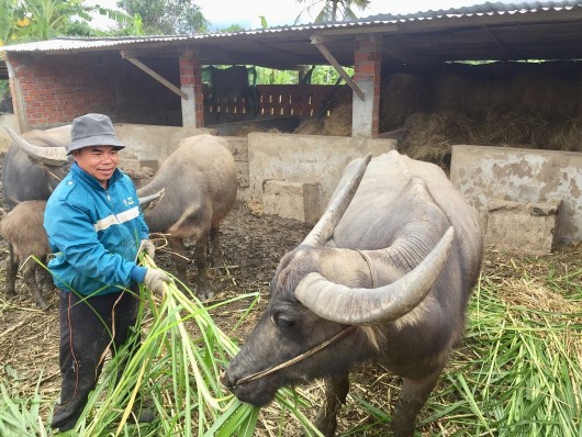 Cho trâu sinh sản ăn cỏ voi, anh nông dân thu tiền quanh năm