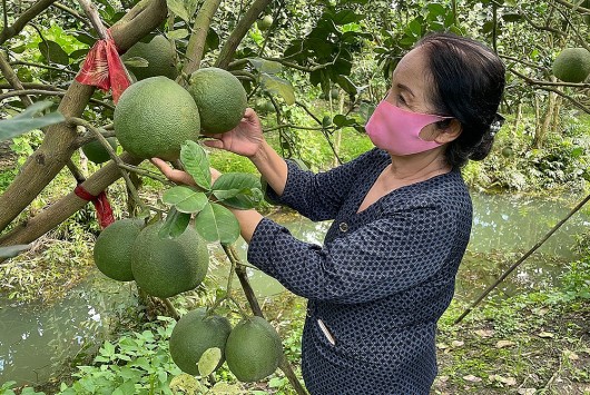 Bưởi da xanh vụ Tết, ngổn ngang nỗi lo đụng hàng, dội chợ