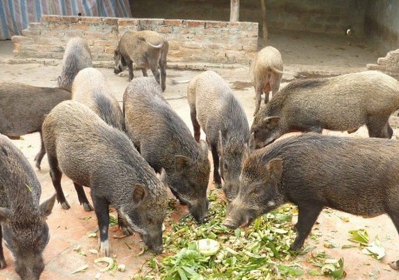 Mô hình chăn nuôi lợn rừng