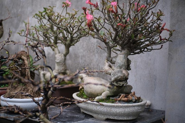 Hai chậu hoa sứ bonsai tạo hình linh vật hơn 50 năm tuổi, được chủ nhân rao bán với giá từ 20-25 triệu đồng