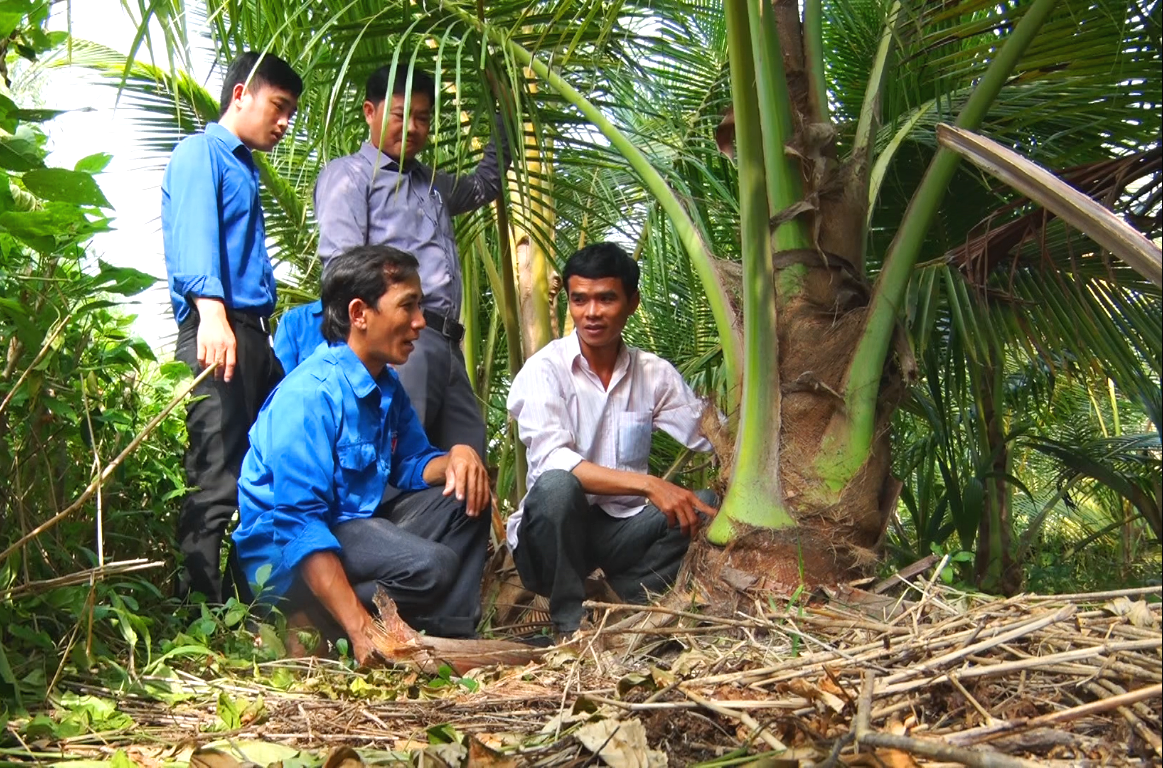 Nhiều thanh niên ở địa phương đã đến tham quan học hỏi mô hình trồng dừa bán củ hủ của anh Đáng