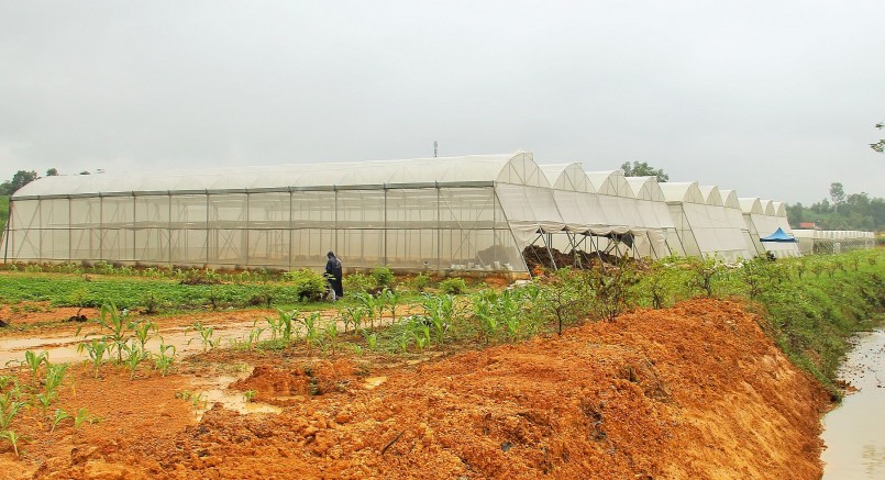 Khu vực nhà vườn trồng dưa lưới và nho tại Bud Hill Farm - Trang trại Đồi Chồi. Ảnh: Hoàng Vĩnh