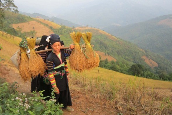 Nông dân xã Xuân Trường, huyện Bảo Lạc, tỉnh Cao Bằng thu hoạch lúa nếp hương