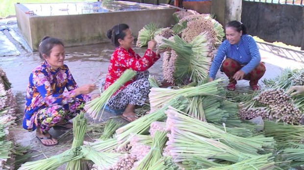 Cây sả giúp bà con nông dân huyện Tân Phú Đông nâng cao thu nhập, ổn định cuộc sống