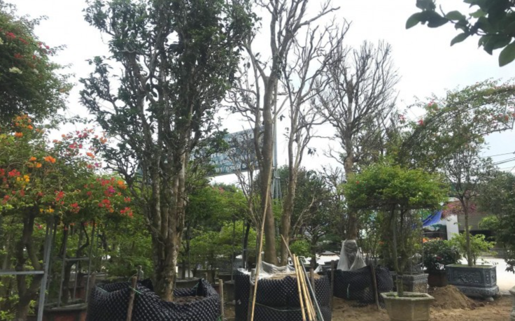 Còn hơn một tháng nữa mới tới Tết Nguyên đán Quý Mão 2023 nhưng tại một số nhà vườn ở TP Vinh, Nghệ An thời điểm này đã bày bán những cây chè cổ thụ có giá hàng chục triệu đồng