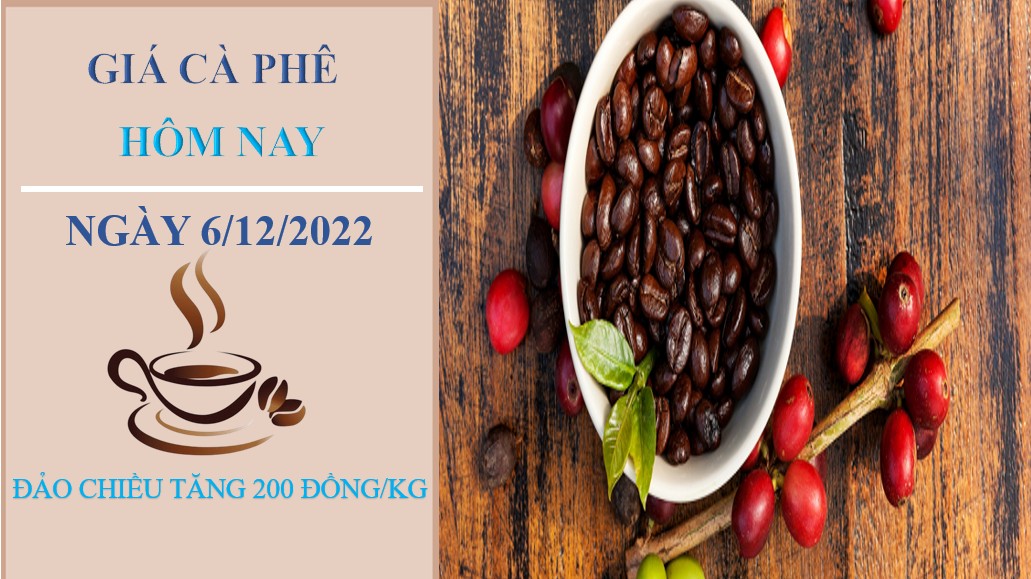 Giá cà phê hôm nay 6/12/2022: Đảo chiều tăng 200 đồng/kg