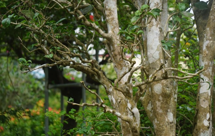 Chị Trần Thị Út (một nhà vườn trên đường 72m, xã Nghi Phú, TP Vinh) cho biết, những gốc chè cổ được đưa từ tỉnh Thái Nguyên về Nghệ An. Tùy theo từng cây chè, tuổi đời, tán lá và đường kính thân cây thì có giá khác nhau, dao động từ 20 - 50 triệu đồng