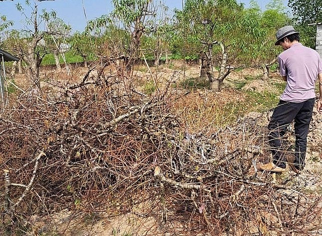 Hàng nghìn gốc đào Tết ở Thái Bình bỗng nhiên chết khô, người dân chặt bỏ chất đống.