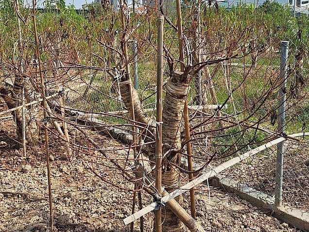 Người trồng đào rớt nước mắt khi hàng nghìn gốc đào bống dưng héo lá, rồi chết khô.