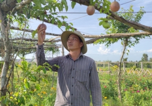 Ngỡ ngàng với giống chanh dây độc lạ sống khỏe ở vùng hạn mặn ven biển