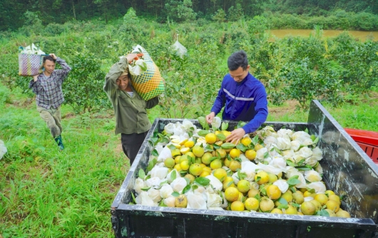 Cam Khe Mây vào chính vụ, thu tiền mỏi tay người trồng phấn khởi ra mặt