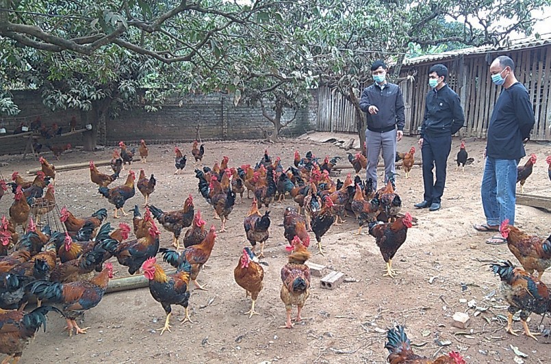 Huyện Yên Thế có nhiều chính sách hỗ trợ người dân phát triển đàn gà đặc sản gà đồi Yên Thế.