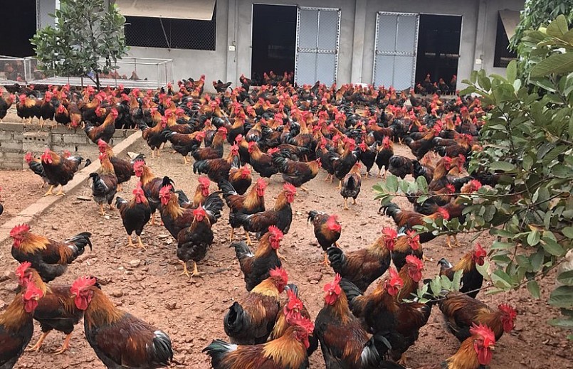 Dịp Tết gà đồi Yên Thế tiêu thụ mạnh, nhiều hộ chăn nuôi gà trở thành tỷ phú từ con gà đặc sản này.