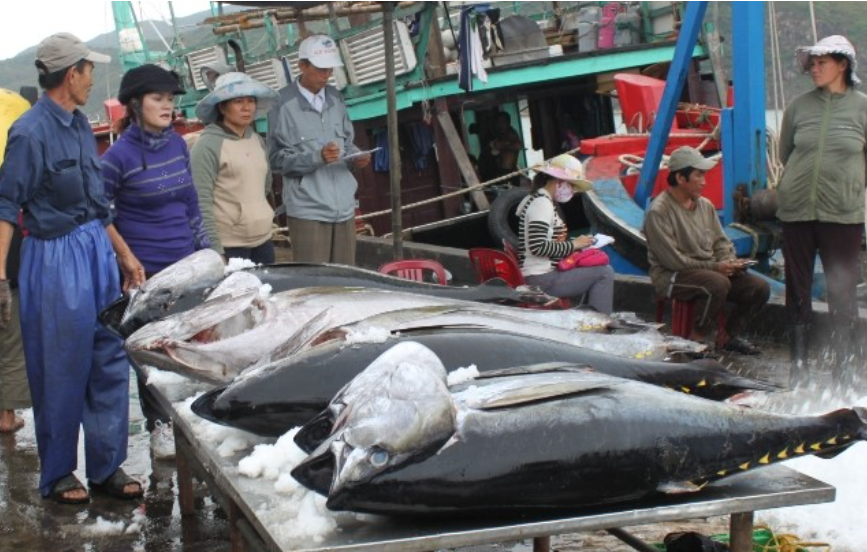 Xuất khẩu cá ngừ sang Ai Cập có nhiều biến động