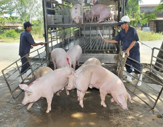 Giá lợn hơi được dự báo tăng lên 70.000 đồng/kg vào “tháng củ mật”