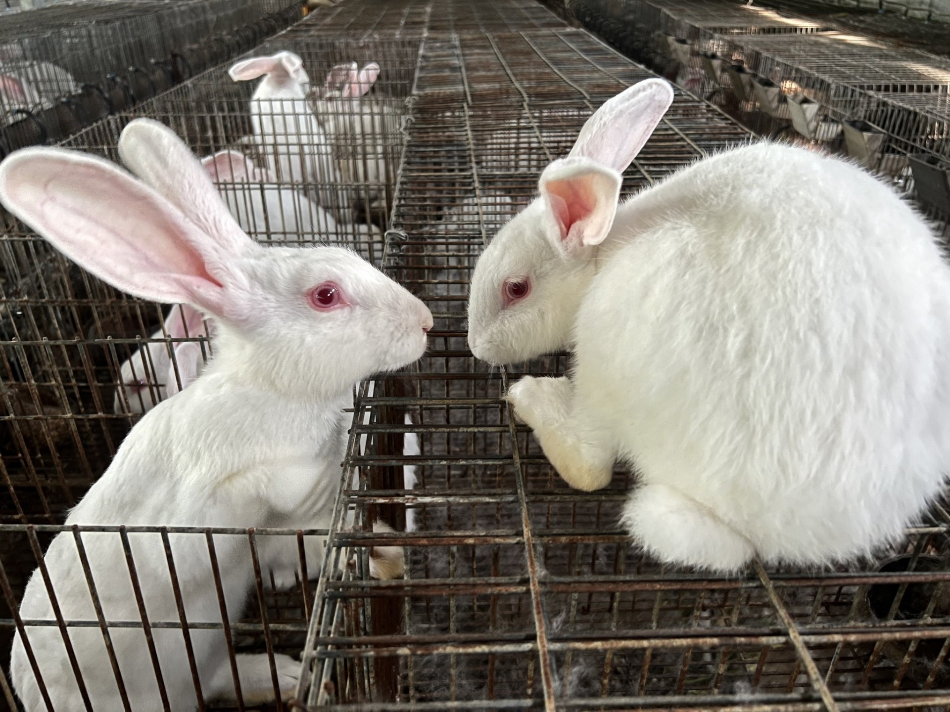 Thỏ nuôi khoảng 6 tháng cho sinh sản