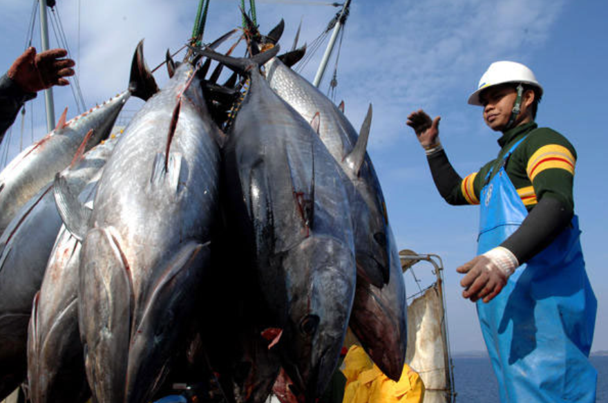 Xuất khẩu cá ngừ sang thị trường Italy tụt dốc