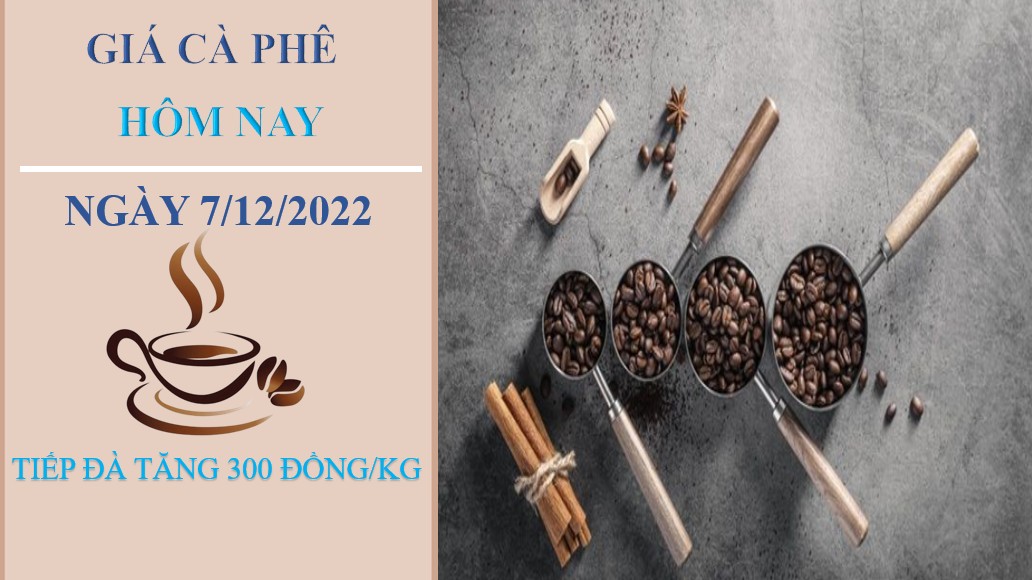 Giá cà phê hôm nay 7/12/2022: Tiếp đà tăng nhẹ tại các địa phương