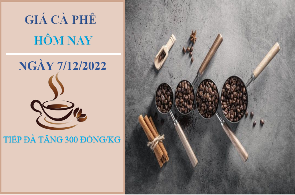 Giá cà phê hôm nay 7/12/2022: Tiếp đà tăng nhẹ tại các địa phương