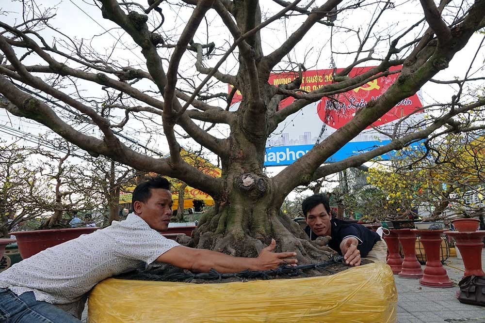 Cây mai có bộ đế siêu khủng, hai người đàn ông ôm không hết