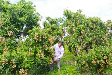 Ông Phương (xã Nhơn Phú, huyện Mang Thít, tỉnh Vĩnh Long) thành công với mô hình trồng nhãn ido kết hợp làm du lịch