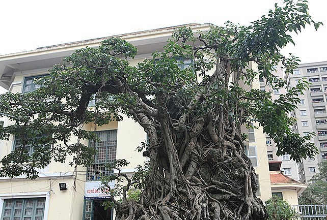 Từng có doanh nhân muốn đổi 8 lô đất ở Hà Nội lấy cây sanh cổ nhất Châu Á này nhưng ông Thái không đồng ý.