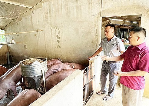 Trang trại nuôi giống lợn đặc sản Bành Tỷ của ông Nguyễn Ngọc Danh cho lợi nhuận trên 300 triệu đồng/năm.