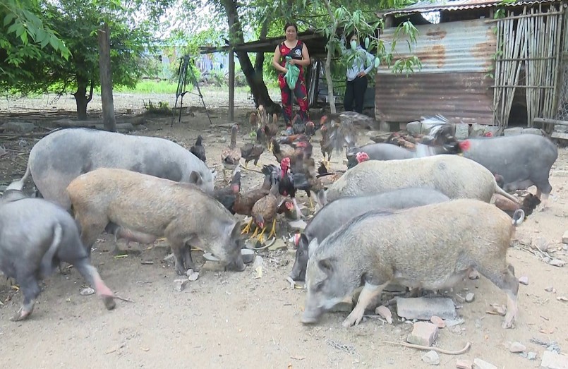 Trang trại nuôi lợn đen đặc sản với tuyệt chiêu thả hoang dã lợn ăn chung với gà, tự đi tắm.