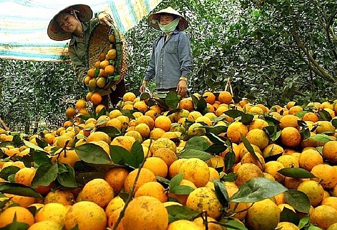Những vườn cam Cao Phong được canh tác theo hướng hữu cơ đã giúp cải thiện về mẫu mã, chất lượng. 