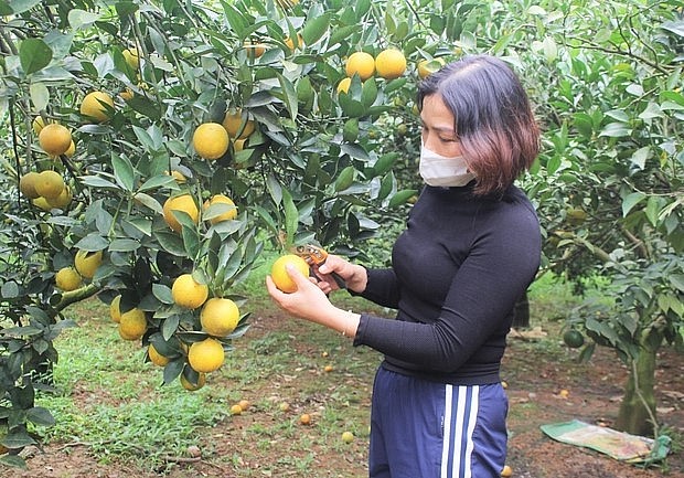 Nhờ áp dụng kỹ thuật canh tác hữu cơ đã giúp vùng trồng cam Cao Phong hồi sinh.