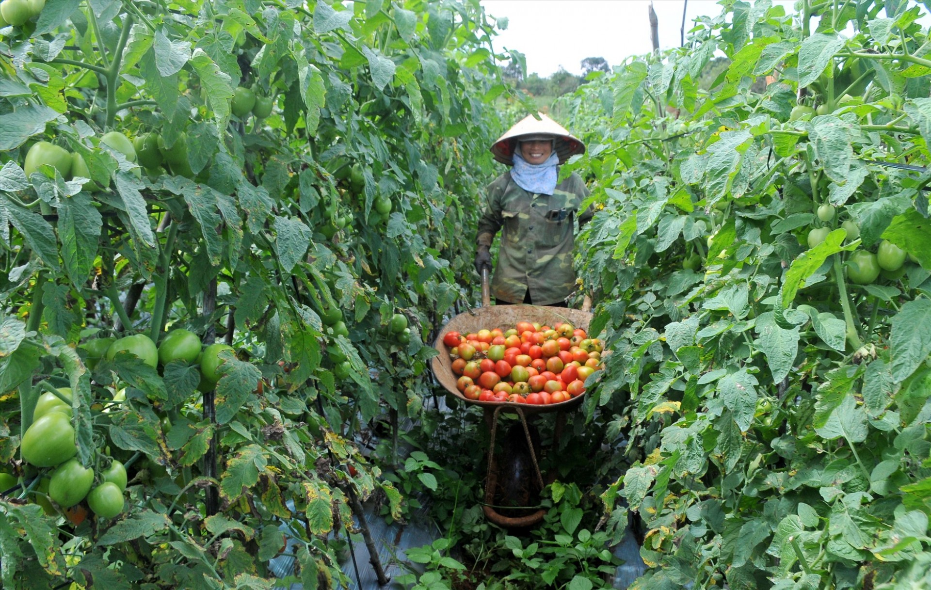 Người dân ở huyện Tuy Đức phấn khởi bước vào vụ thu hoạch cà chua